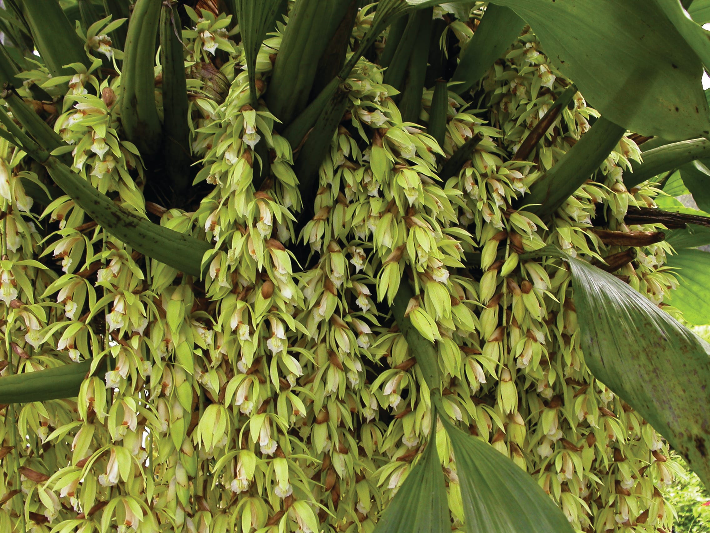 The long, hanging flowers of Coelogyne rocchusenii. Photo: Alvin Lok. Courtesy of National Parks Board.